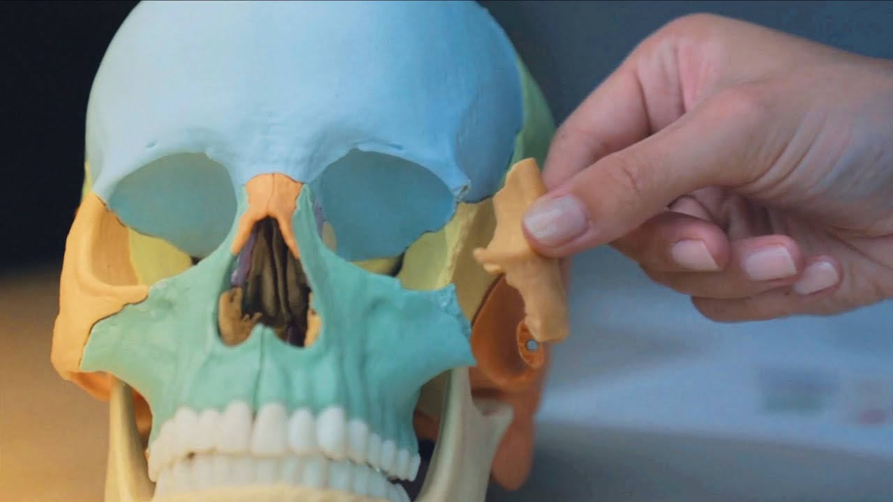 クラシカルオステオパシー Osteopathic Skull Model, 22 part, didactical version - YouTube
