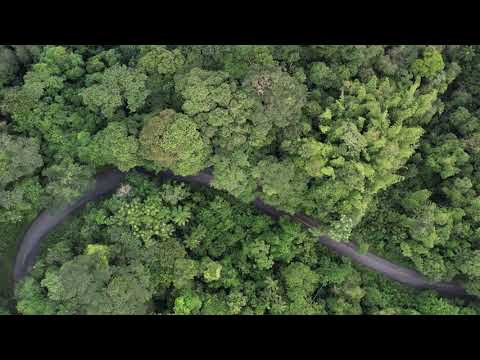 Bosque Húmedo Tropical de la Cordillera Oriental en Colombia!