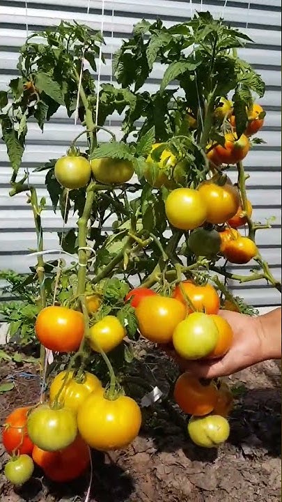 Томат "Новый Большой Гном" (New Big Dwarf)🍅🍅🍅 - YouTube