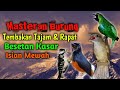 BESETAN KASAR!! Tembakan Rapat !! Masteran burung Full isian mewah #cucakijo #muraibatu #cililin