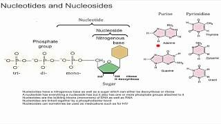 Nucleotides and Nucleosides