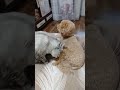Сёма и Персик