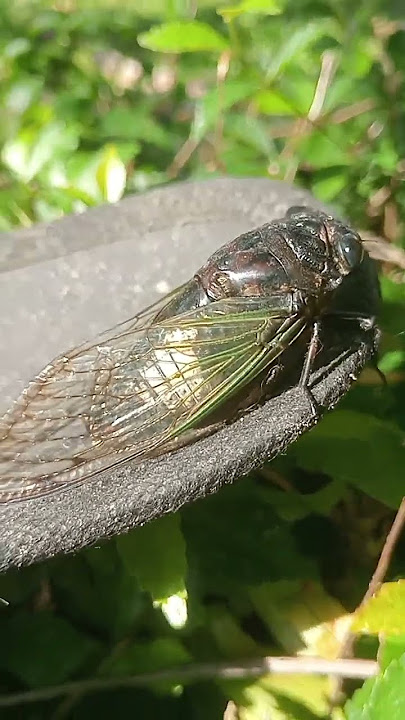 suara turaes atau tongeret di pagi hari