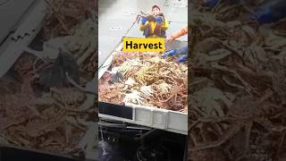 Ls the salary of this job really that high?#fyp #knowledge #worker #work #harvest #kingcrab #sea