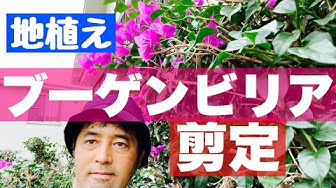 植木屋ケンチャンネル Youtube