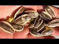 1 manciata di semi di girasole fanno questi al tuo corpo la sera