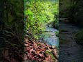 Pure Swiss River Sounds | Deep ASMR Water for Relaxation &amp; Sleep