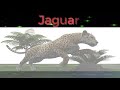 Jaguar Spirit Animal. | Spirit animal meaning. Power Animal. Jaguar signal