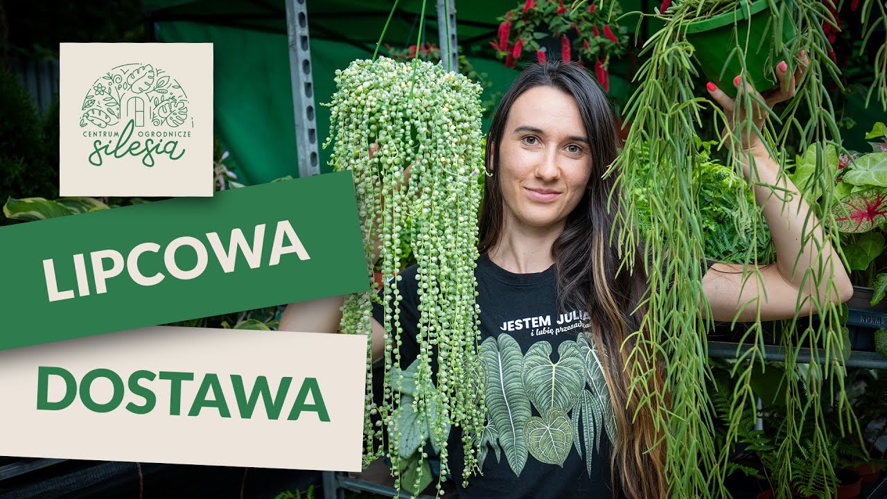 Lipcowa dostawa roślin w Centrum Ogrodniczym 'Silesia