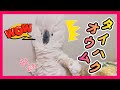 犬に反応して膨らむタイハクオウムwww