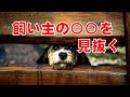 犬が持つ驚異の能力４選【知ると面白い雑学】