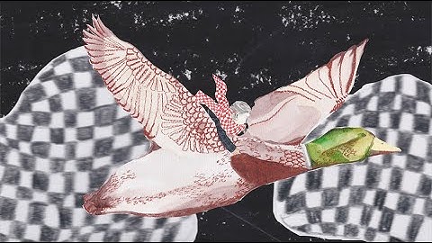 Charm of Finches - Where Do the Ducks Go? (Music Video)