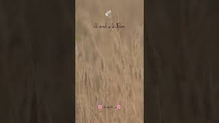 New punjabi sad status