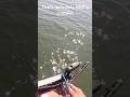 That was NOT a crappie hanging out in that brushpile! #crappiefishing #follow #shorts