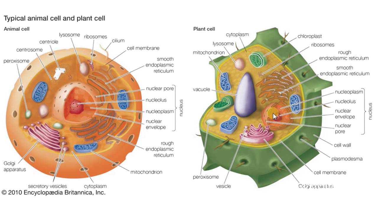 Фото Строение Животной И Растительной Клетки