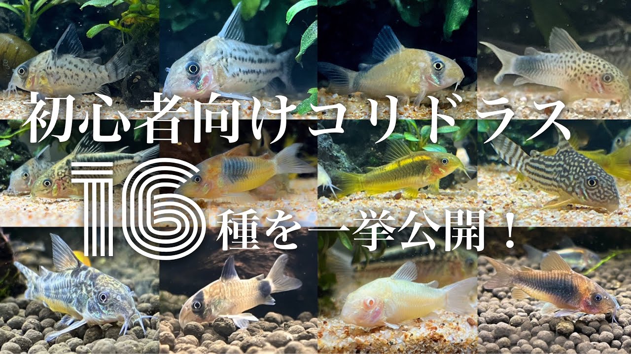 ビギナー向けコリドラス16種！飼育風景や特徴を詳しく解説！ - YouTube