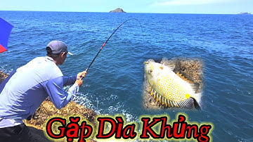 @vuongfishing86 / câu cá biển _ Hòn sẹo _ Nhơn lý gặp ổ cá giò dép