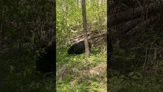 Smoky Mountain bear enjoying a spring day