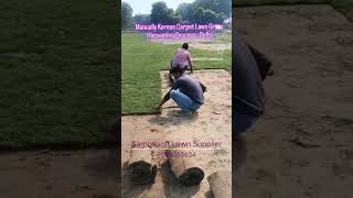Manually Korean carpet Lawn Grass Harvesting in Delhi #lawnharvest #LawnGrass #TerfIndia #lawnindia