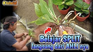CARA MEMPERBANYAK ANTHURIUM JEMANI DENGAN SPLIT ‼️ | TUTORIAL SPLIT