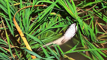 Cắm câu cá lóc mồi nhái nổi trên ruộng lúa gục cần liên tục | THÚ VUI MIỀN TÂY. Tập 556