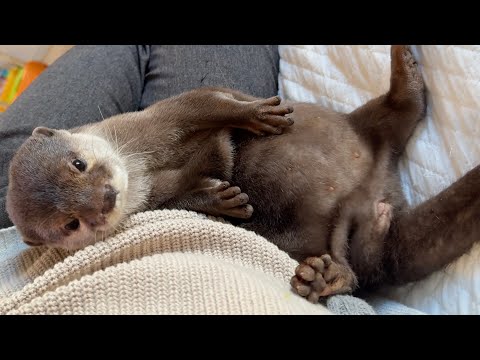 カワウソのくねくねダンスをたっぷり鑑賞する動画 A video where you can fully enjoy watching the otter's wiggly dance