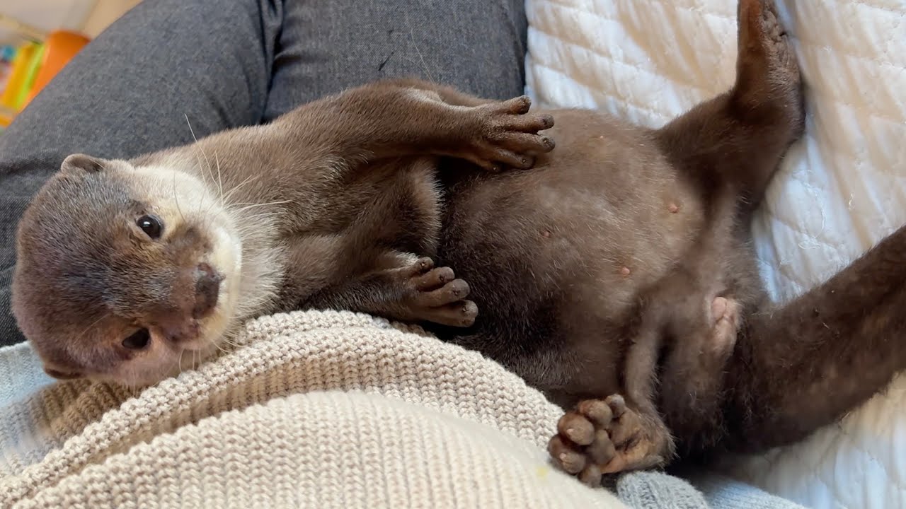カワウソのくねくねダンスをたっぷり鑑賞する動画 A video where you can fully enjoy watching the otter's wiggly dance