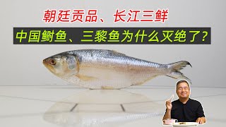 中国朝廷贡品鲥鱼、三黎鱼为什么灭绝了？它的名气为什么这么大？我们现在吃的是哪一种？
