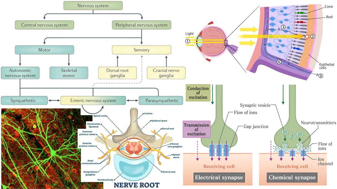Animal Form and Function: Nervous System - YouTube