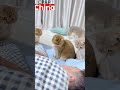 主人打呼噜太重而且出现睡眠呼吸暂停,把猫咪吓坏了!Owner snoring too loudly scared the #catvideos | China | CPAP | 中国 | 呼吸机