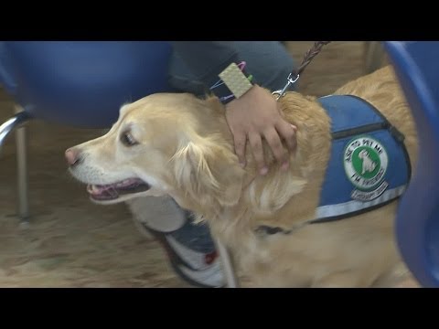 Wideo: Pet Scoop: Nowe psy terapeutyczne przybywają do Newtown, kotek uratowany z pasa samochodowego