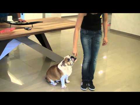 Video: Come Addestrare Un Bulldog Inglese