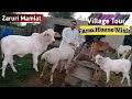CattleFarm Visit ll Village Tour ll Beautiful Farm House ll Cow ll Dumba ll FatehjangiBulls Mastiyan