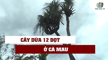 ĐỘC ĐÁO CÂY DỪA 12 ĐỌT Ở CÀ MAU