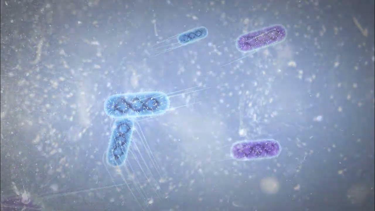 Bacterial Indicator Explainer video YouTube