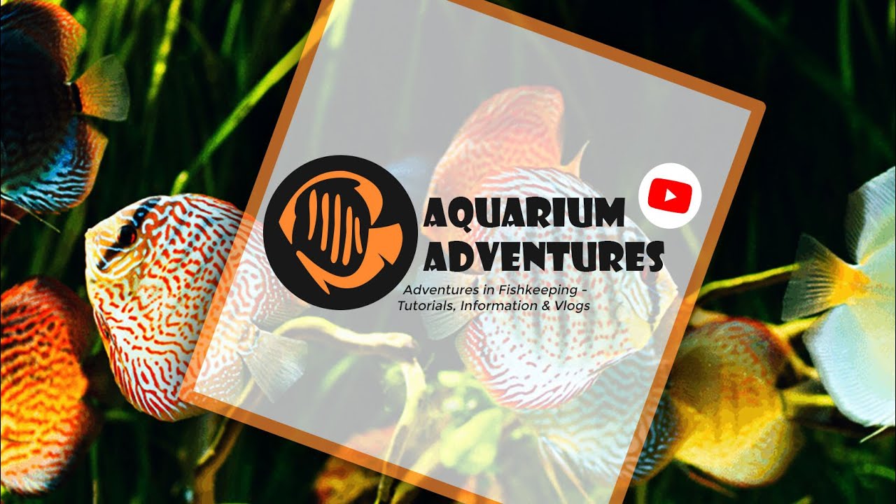 Streaming the 'Megapond' Live underwater
