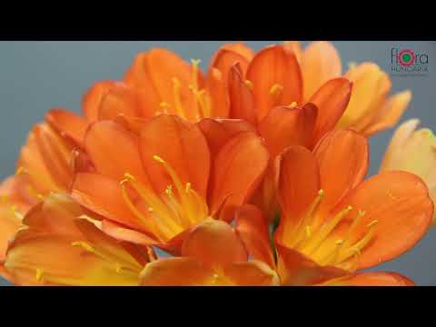 Videó: Drimiopsis (37 Fotó): Virág Gondozása Otthon. A Drimiopsis Foltos, Csákányos és Más Fajok Leírása