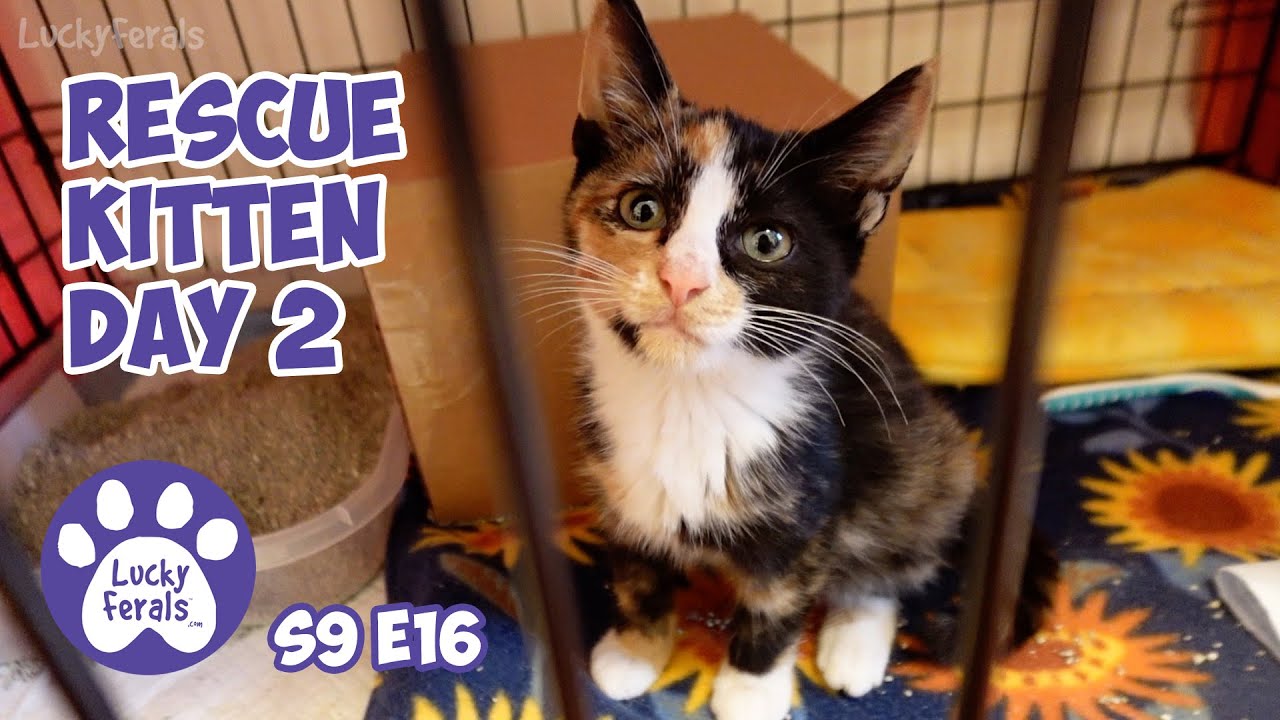 Rescue Kitten Day 2, Out Of The Crate, Time To Play - Lucky Ferals