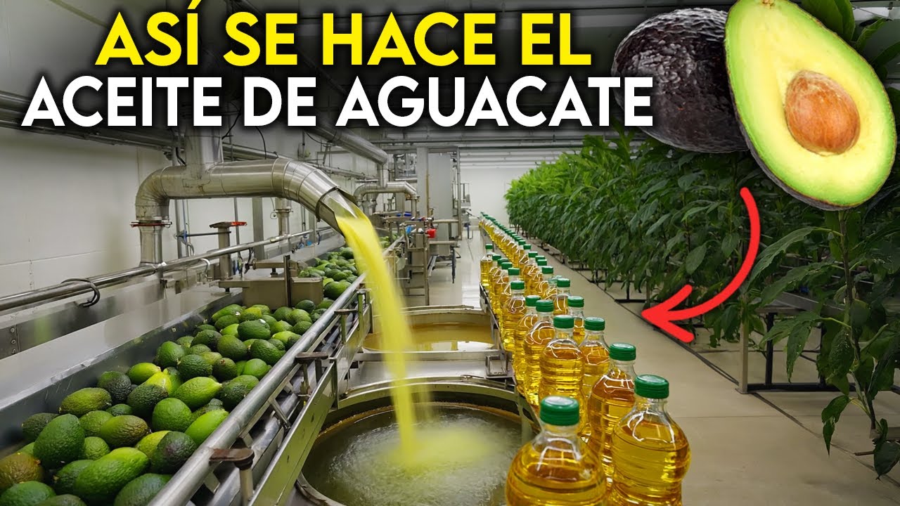 Como Se Fabrican Millones de Litros De Aceite De Aguacate y ¡CUANTO GANA LA FABRICA AL MES!