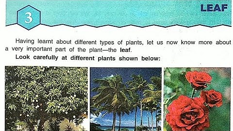 Leaf | Chapter 3 | My Living World | EVS | DAV Public School | Class 3 Explained in English