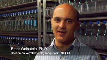 NICHD Zebrafish as a Model of Human Development and Disease