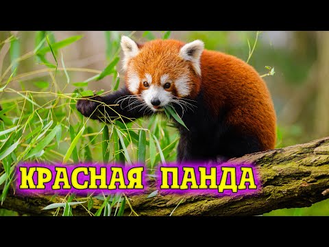 Красная панда  Таинственные обитатели бамбуковых лесов