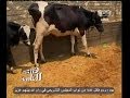 هنا العاصمة قرية صفط الحنة تستخدم طاقة بديلة من روث الحيوانات