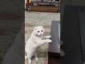 وقتی گربت اعصاب نداره گربه پت Animals Petlover Pets Cats Animalsvideo Shorts