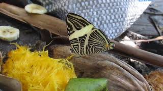 Colobura dirce 1
