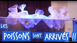 MES POISSONS MARINS SONT ARRIVES !!  - TOOPET