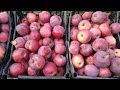 Яблоки Флорина - сбор урожая с 8-летнего дерева