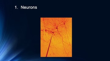 Cognition 1.4 - Cognitive Neuroscience: Introduction to Basic Neuroscience