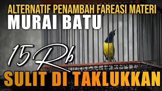 Burung masteran murah penambah fareasi materi MURAI BATU