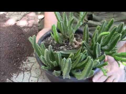 Видео: Перугийн cereus кактус: арчилгаа, гэрэл зураг